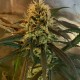 Amnesia feminised Ganja Seeds - 2 насінини