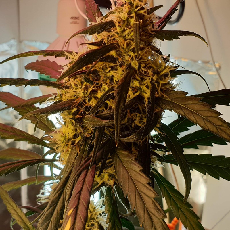 Amnesia feminised Ganja Seeds - 2 насінини
