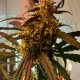 Amnesia feminised Ganja Seeds - 2 насінини