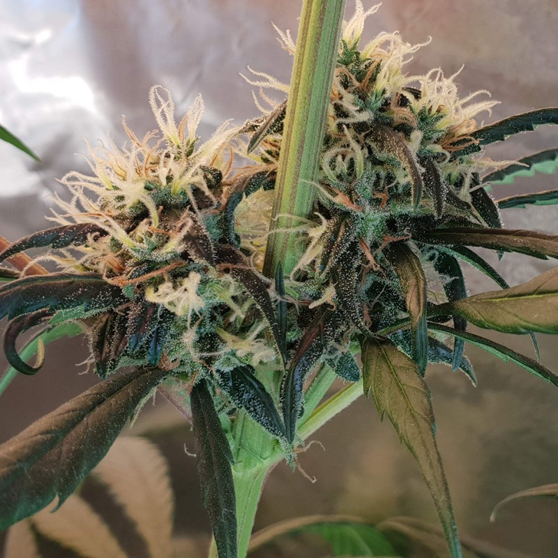 Amnesia feminised Ganja Seeds - 2 насінини