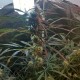 Amnesia feminised Ganja Seeds - 2 насінини