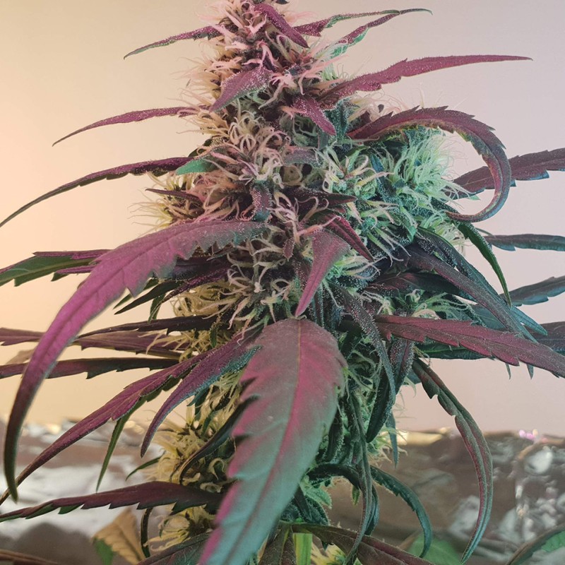 Amnesia feminised Ganja Seeds - 2 насінини
