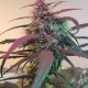 Amnesia feminised Ganja Seeds - 2 насінини