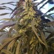 Amnesia feminised Ganja Seeds - 2 насінини