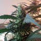 Amnesia feminised Ganja Seeds - 2 насінини
