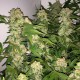 Lemon Skunk feminised Ganja Seeds - 77 насінин