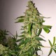 Lemon Skunk feminised Ganja Seeds - 77 насінин