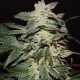 Lemon Skunk feminised Ganja Seeds - 77 насінин