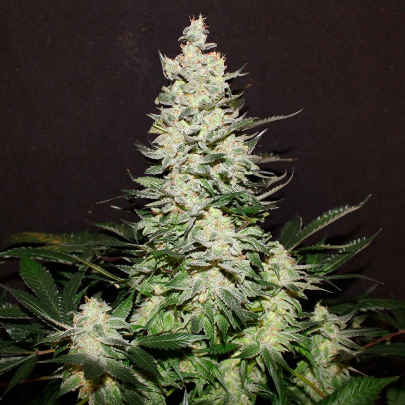 Lemon Skunk feminised Ganja Seeds - 77 насінин