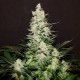 Lemon Skunk feminised Ganja Seeds - 77 насінин