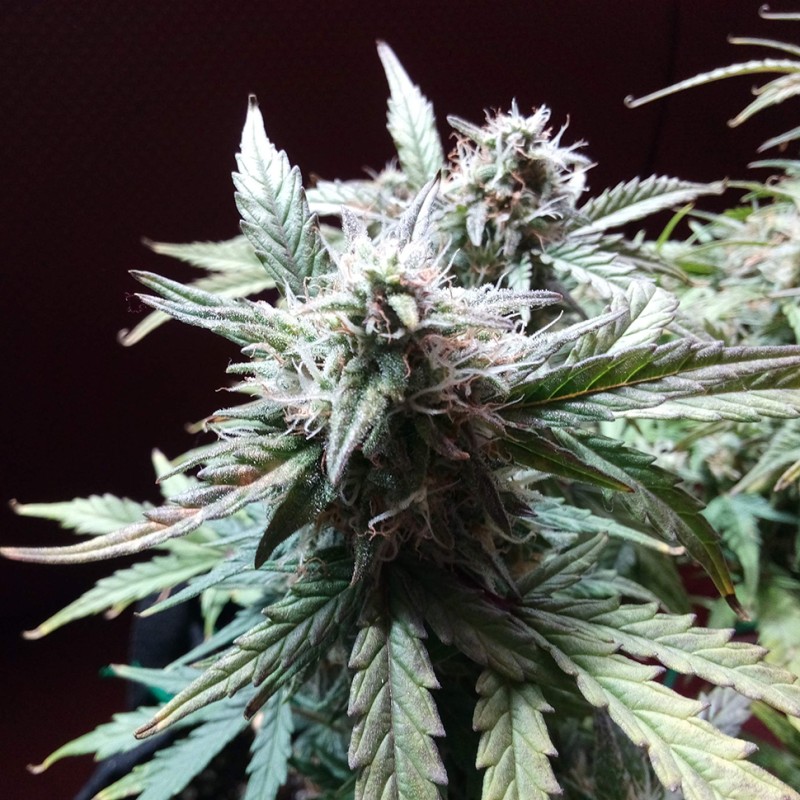Auto Blueberry Bliss feminised Ganja Seeds
