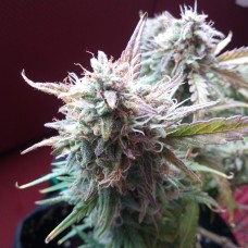 Auto Blueberry Bliss feminised Ganja Seeds