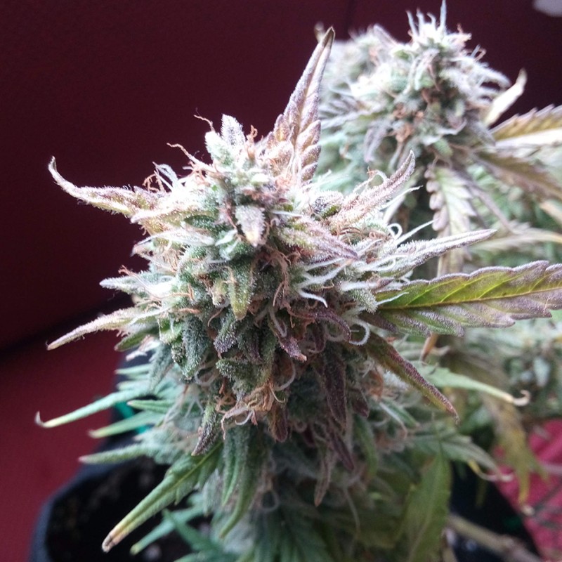 Auto Blueberry Bliss feminised Ganja Seeds