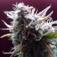 Auto Blueberry Bliss feminised Ganja Seeds