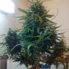 Moby Dick feminised GanjaLiveSeeds