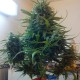 Moby Dick feminised GanjaLiveSeeds