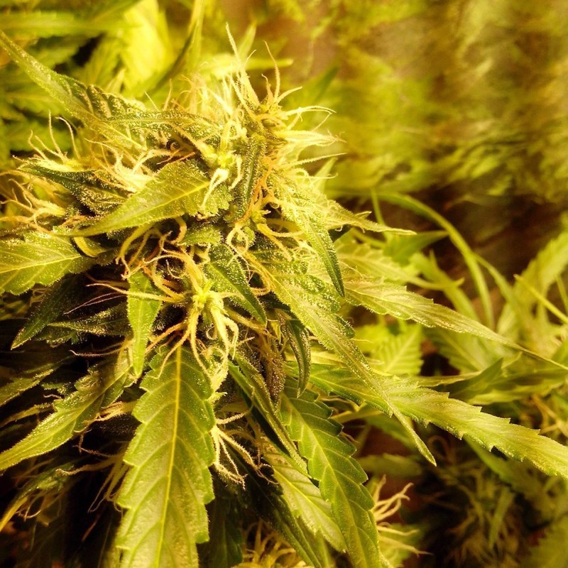 Moby Dick feminised GanjaLiveSeeds
