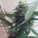 Moby Dick feminised GanjaLiveSeeds
