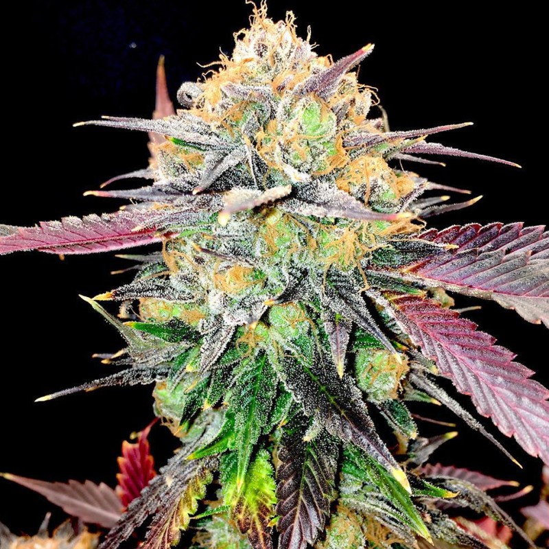 Auto NYV Diesel feminised Victory Seeds