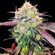 Auto NYV Diesel feminised Victory Seeds