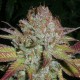 Auto NYV Diesel feminised Victory Seeds