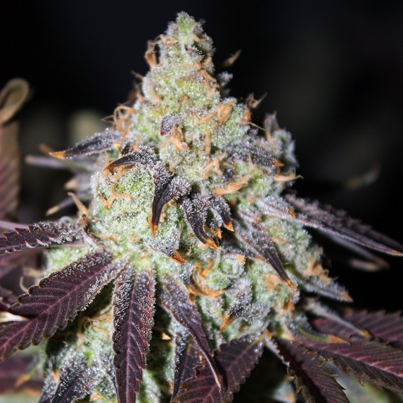 Auto NYV Diesel feminised Victory Seeds