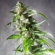 Jack Herer CBD feminised GanjaLiveSeeds