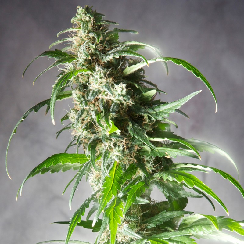 Jack Herer CBD feminised GanjaLiveSeeds