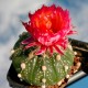 Astrophytum asterias red flowers