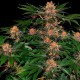 Purple Punch feminised Ganja Seeds