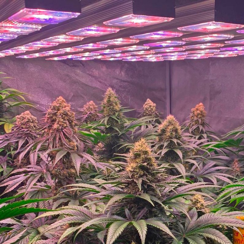 Purple Punch feminised Ganja Seeds