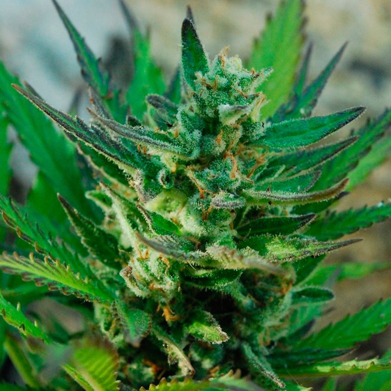 Auto Afghani #1 feminised Ganja Seeds