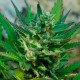 Auto Afghani #1 feminised Ganja Seeds
