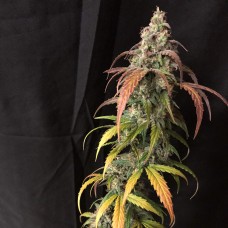 Auto Black Jack regular Ganja Seeds