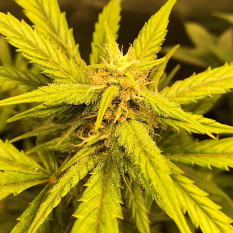 Auto Black Jack regular Ganja Seeds