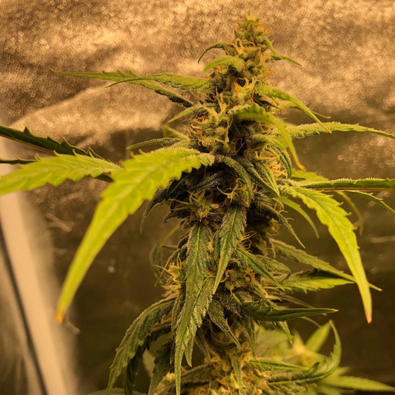 Auto Black Jack regular Ganja Seeds