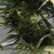 Sweet Tooth feminised Ganja Seeds