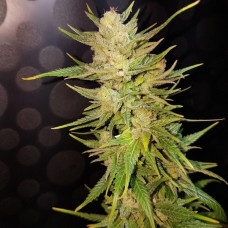 Nefertiti feminised GanjaLiveSeeds