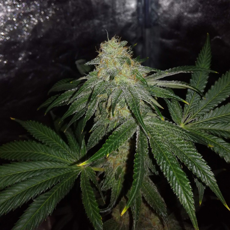 Auto OG Kush feminised Victory Seeds