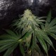 Auto OG Kush feminised Victory Seeds