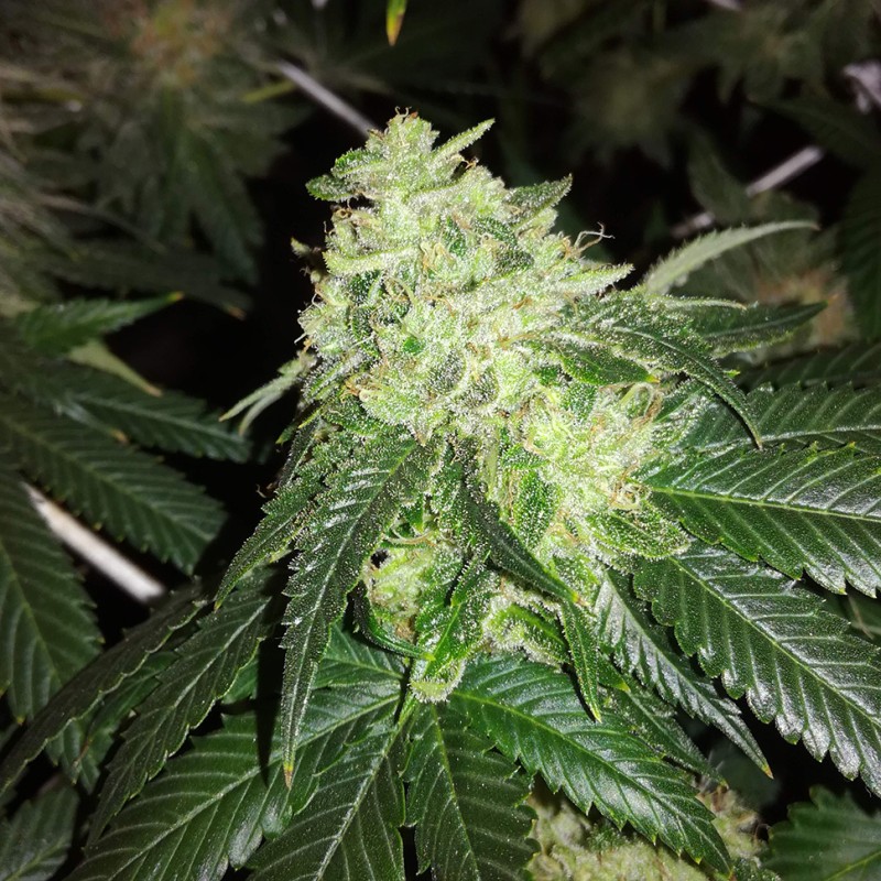 Auto OG Kush feminised Victory Seeds