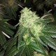 Auto OG Kush feminised Victory Seeds