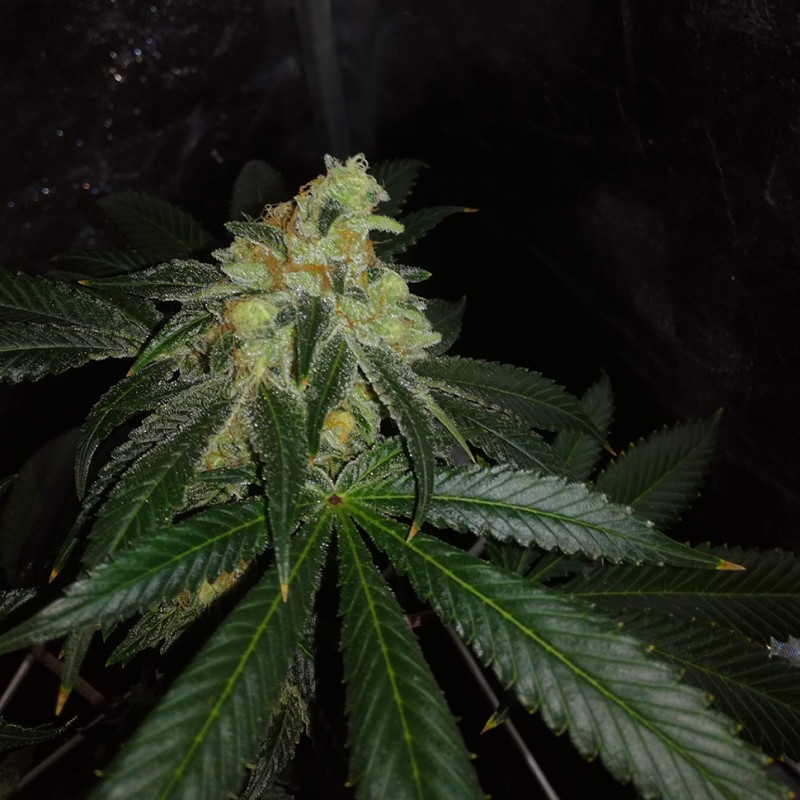 Auto OG Kush feminised Victory Seeds
