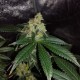 Auto OG Kush feminised Victory Seeds