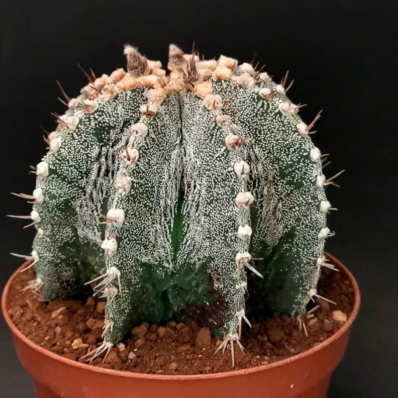 Astrophytum asterias x ornatum