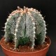 Astrophytum asterias x ornatum