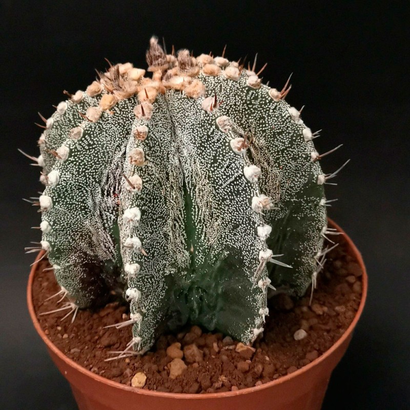 Astrophytum asterias x ornatum