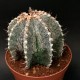 Astrophytum asterias x ornatum