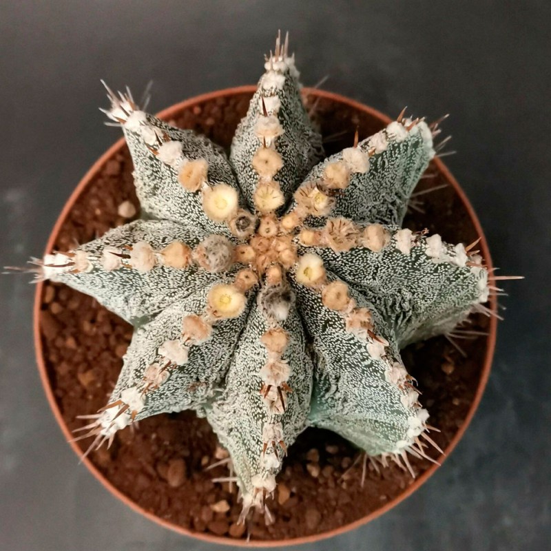 Astrophytum asterias x ornatum