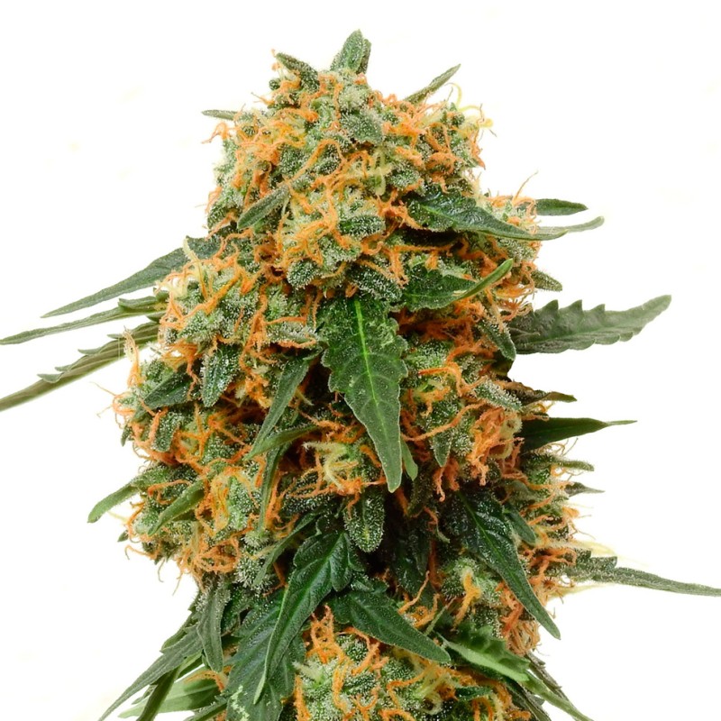 Tangerine Dream feminised Ganja Seeds